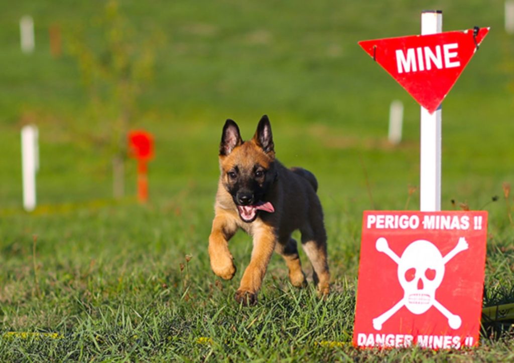 En valp som trenes opp til å bli minehund. Valpen løper på gresset og det er markert områder hvor miner kan ligge.